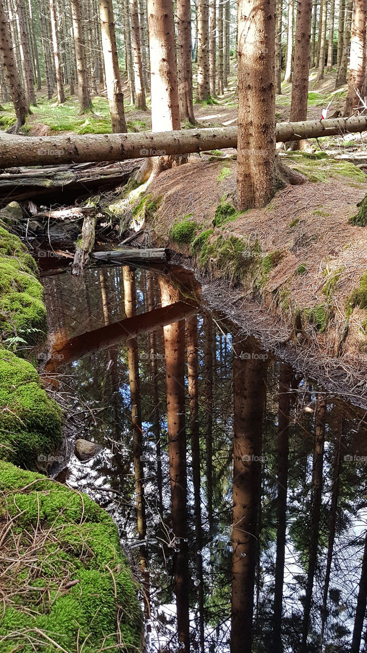 Forest reflection on the creek - skog spegelblank bäck 