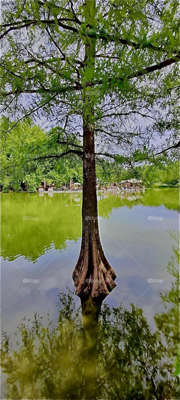 This water born tree appears to come right out of this lake in the middle of the “English garden” in “Munich” or “München” as the locals call it the Bavarian capitol. Nearby is a popular restaurant that features Asian sun umbrellas. 2022. Hypnotic Pr