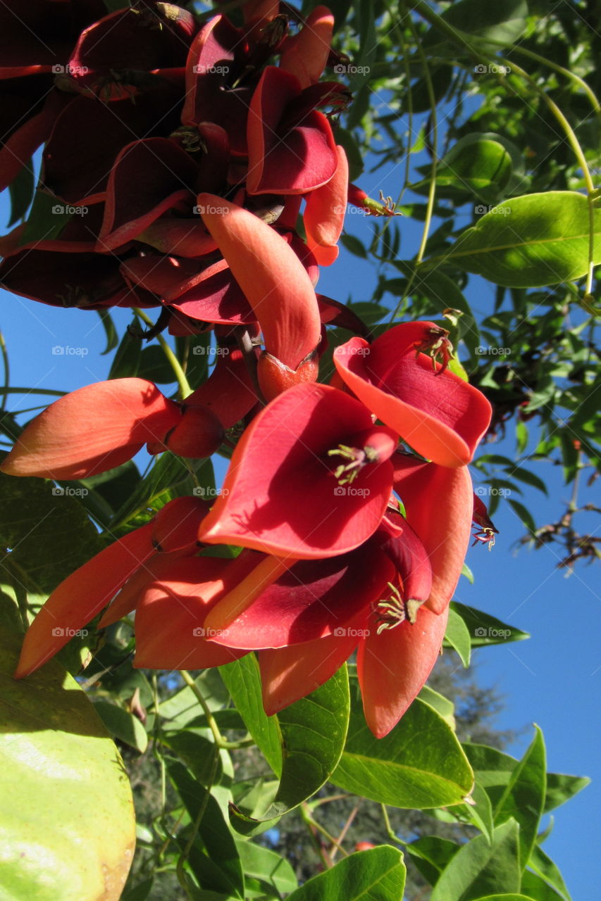 Flowers on a tree