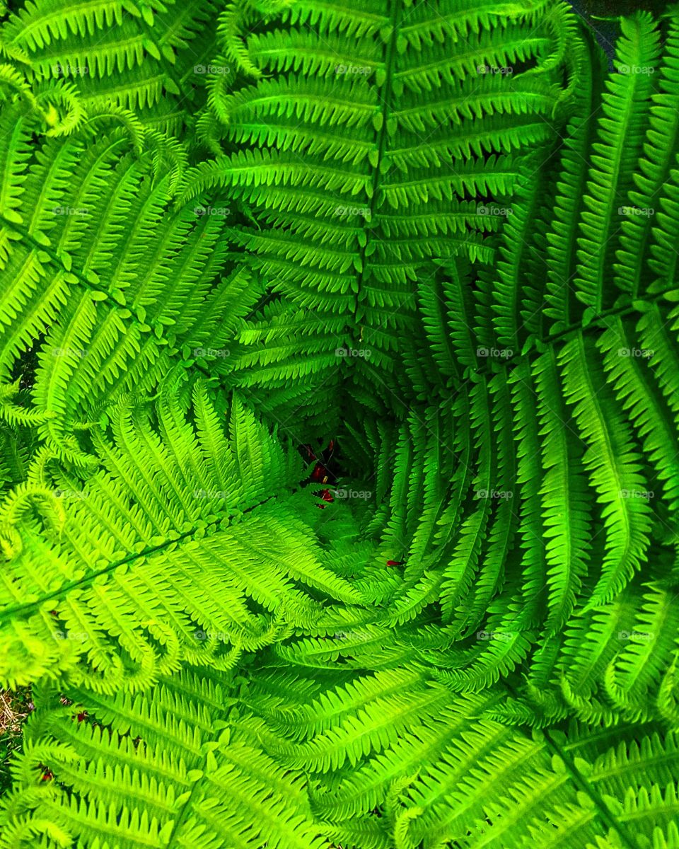 Beautiful leaves of fern