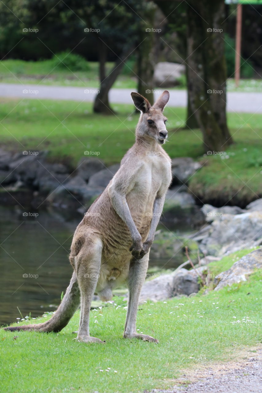 kangaroo