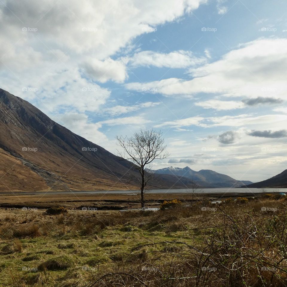Lone tree in the mountains