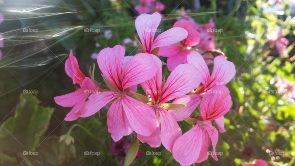 pink flower