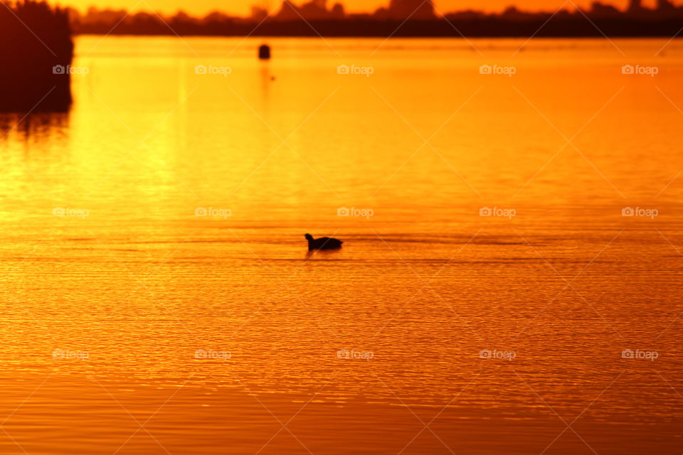 lonely duck sunrise