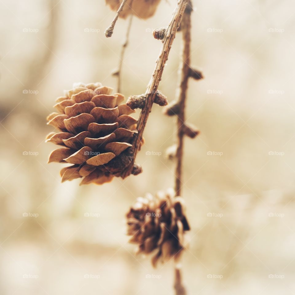 Little pine cones hanging on a branch 