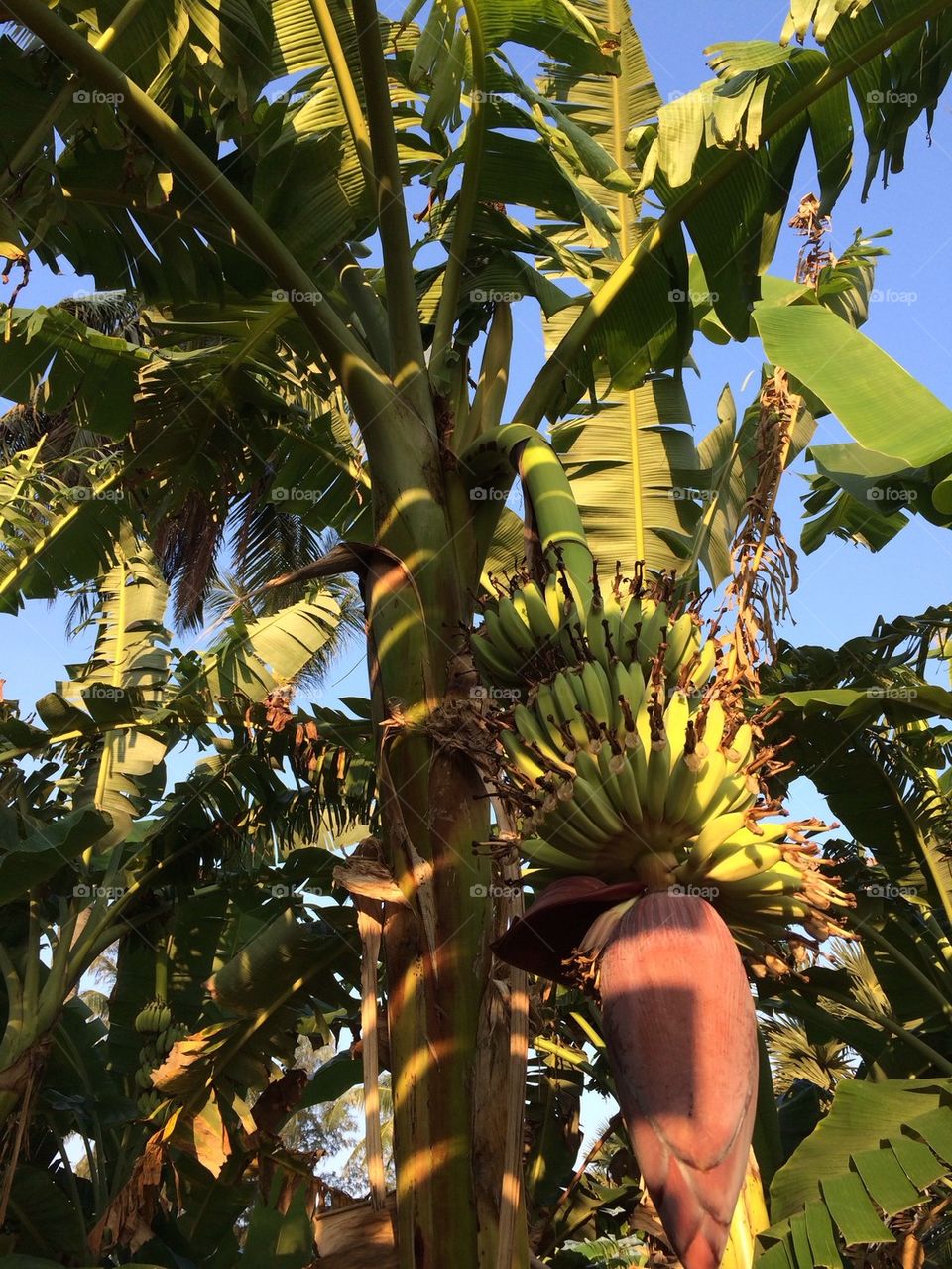 Banana tree