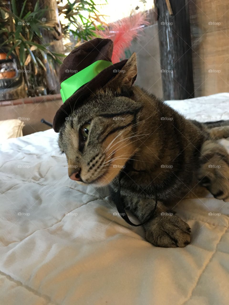 Feeling very proper wearing his hat on this sunny day in the shade. 