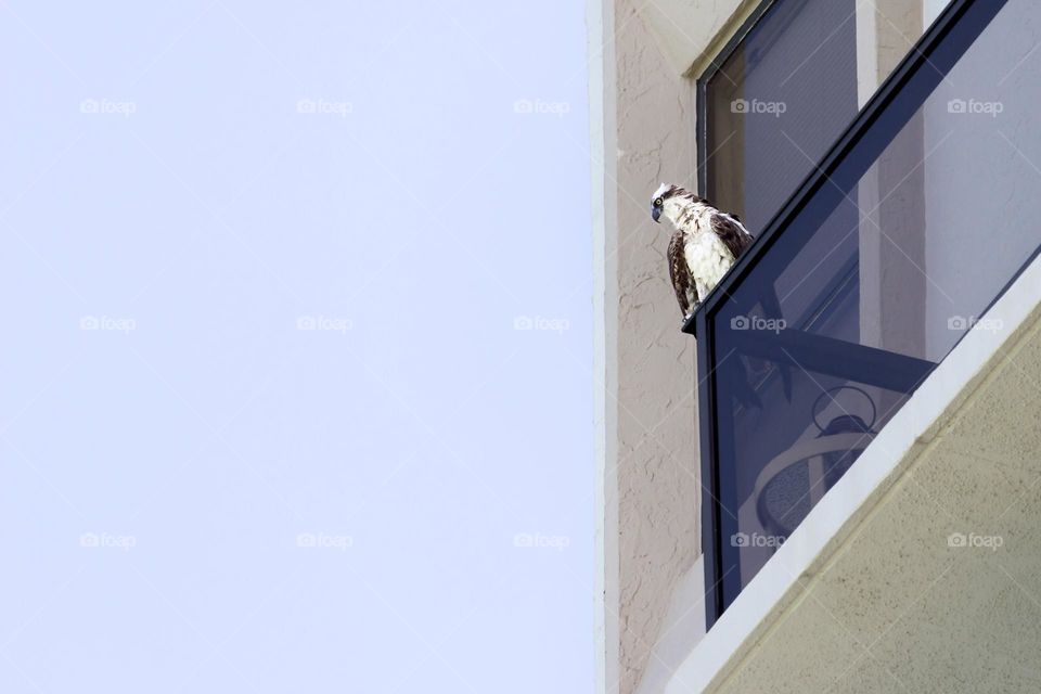 Wildlife in urban areas, eagle sitting on the balcony railing on a high rise building in the city 