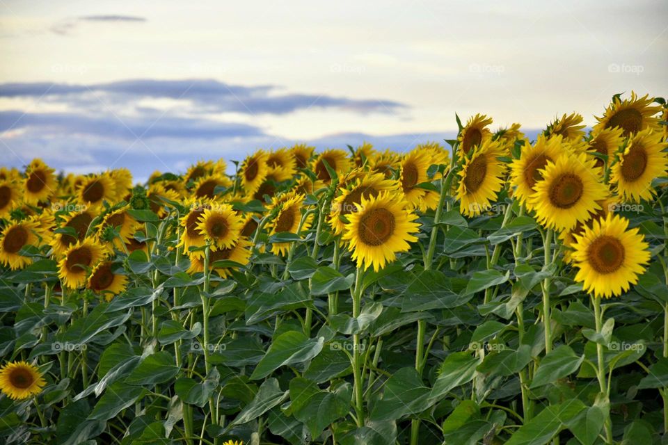 Girasoles