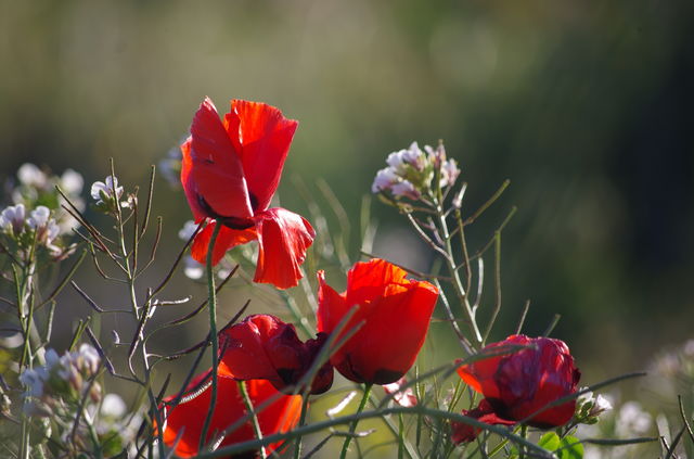 red poppies growing in the wild