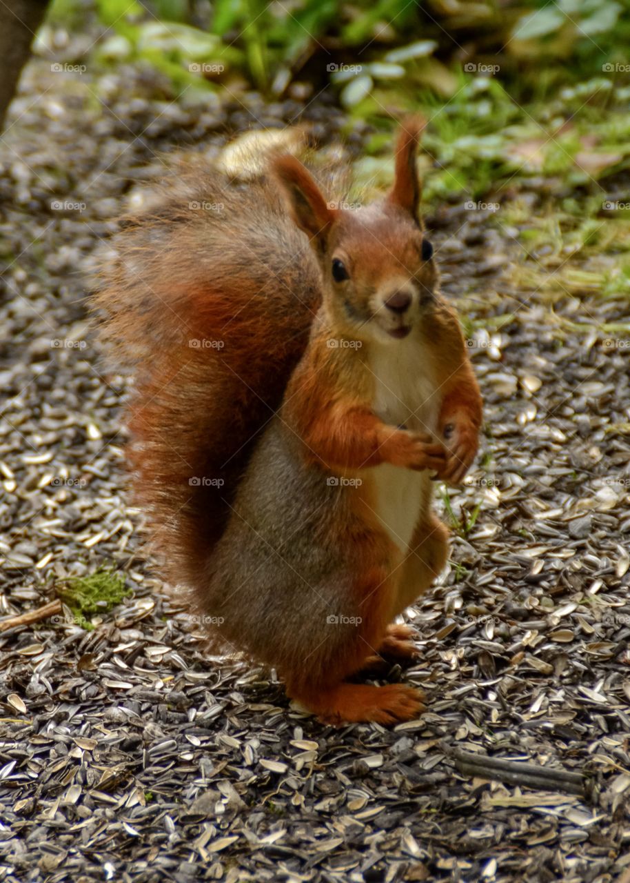 Dancing Squirrel 