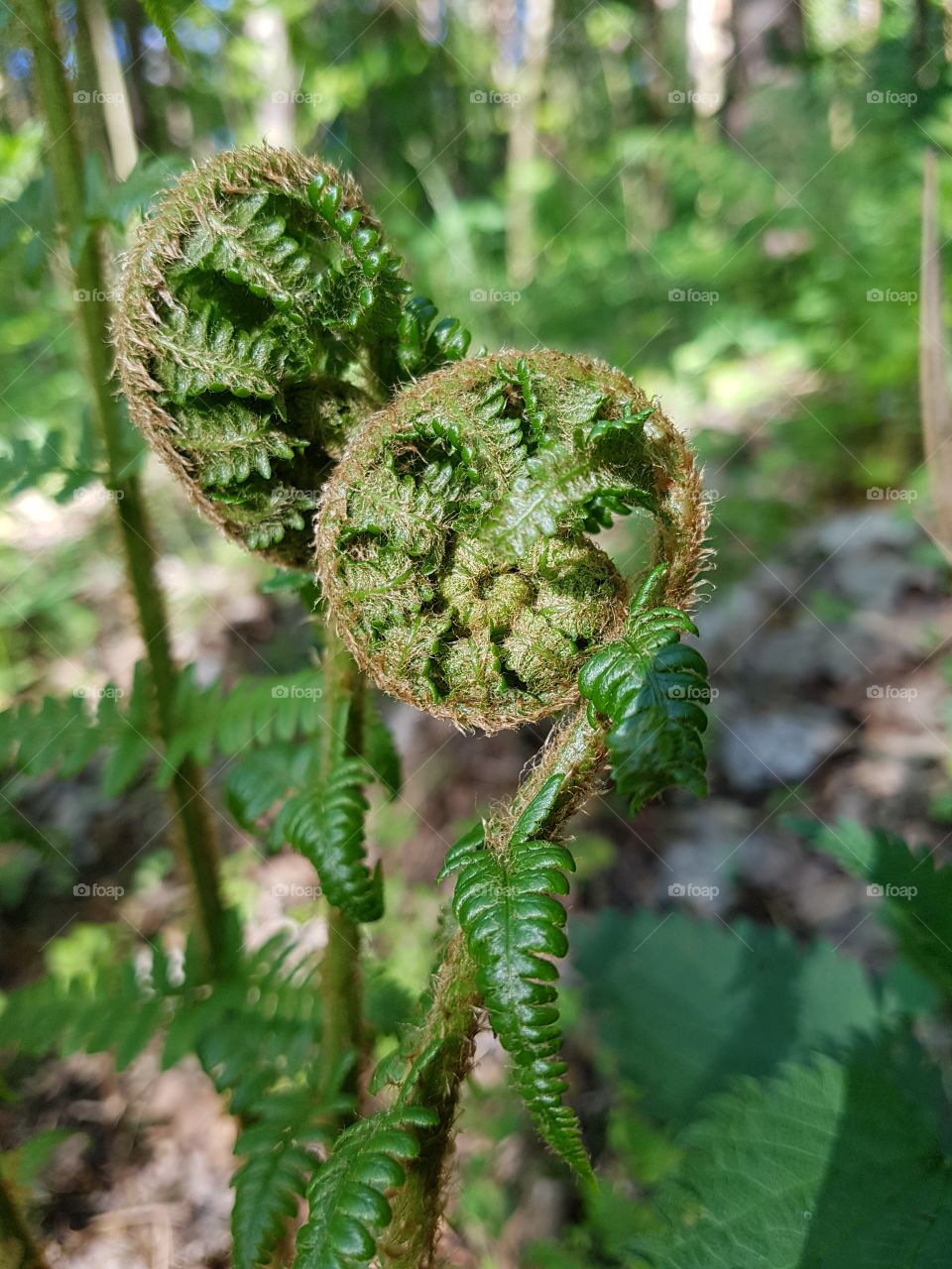 fern. Amazing plants