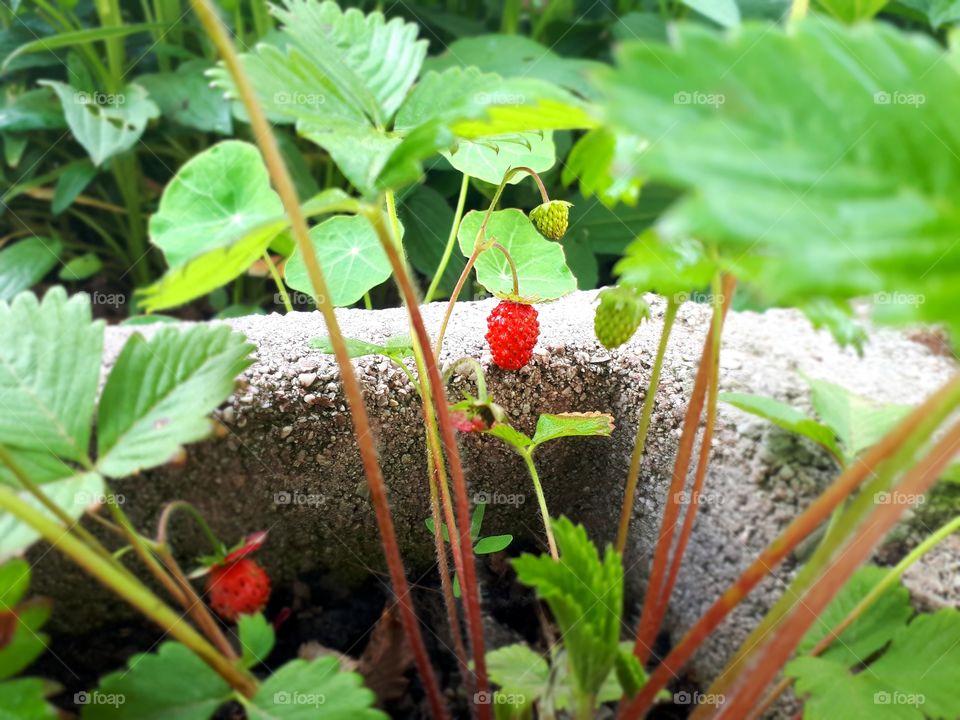 Forest strawberries planted around the flower garden