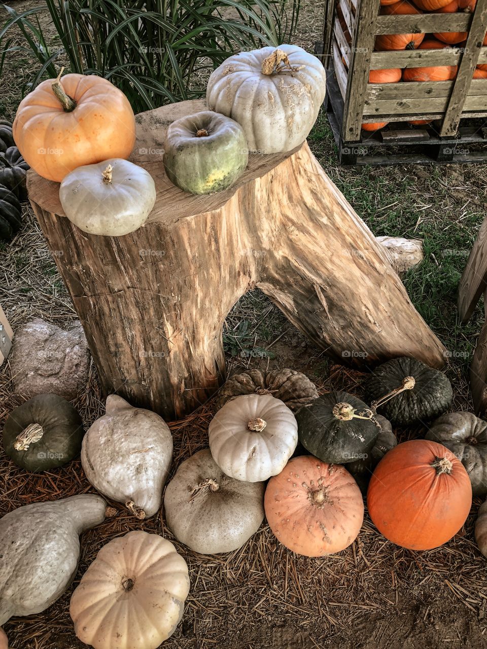 Pumpkins