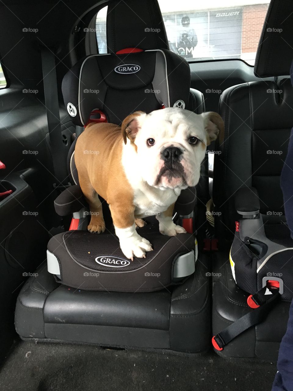 Baby Bronx needs a car seat