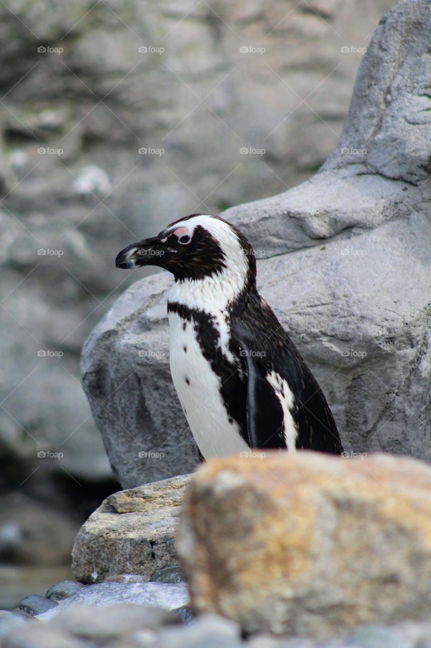 Peguin on the rocks