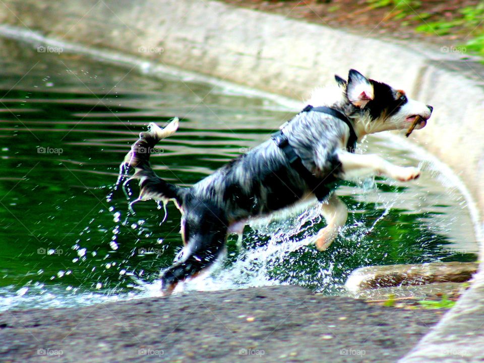 Dog playing with water