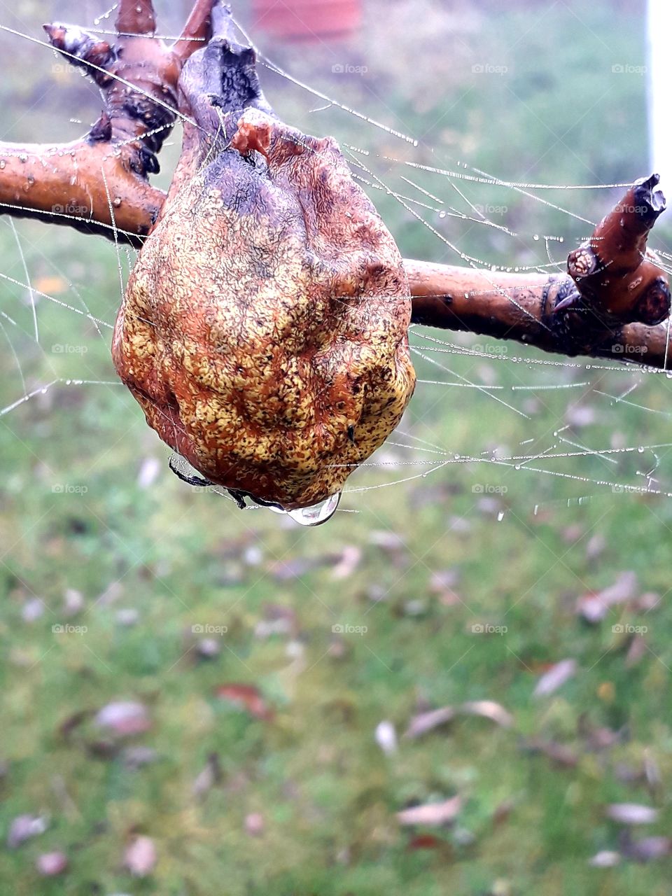 misty  autumn  morning with dew condensing  on dried out pear and cobweb