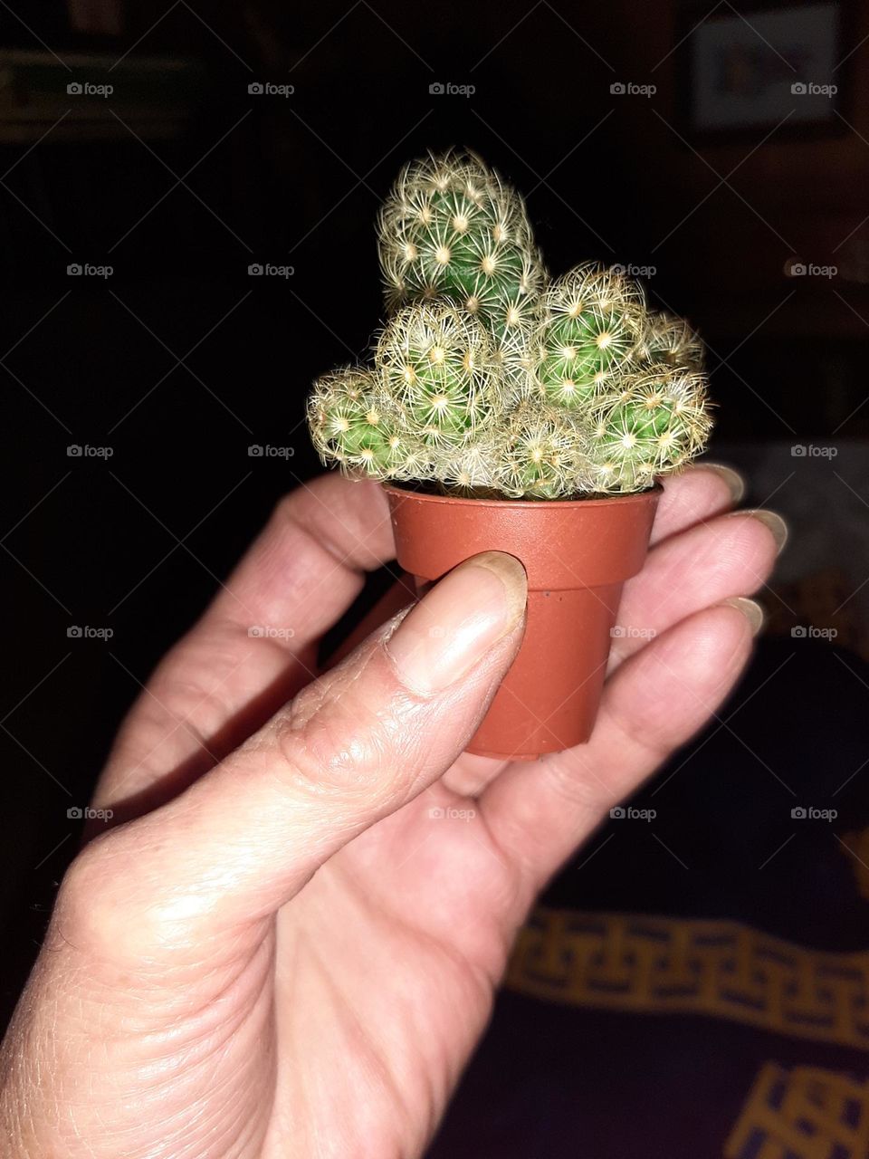 Minicactus