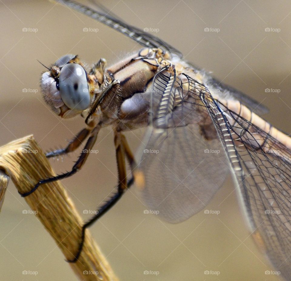 Closeup of dragonfly 