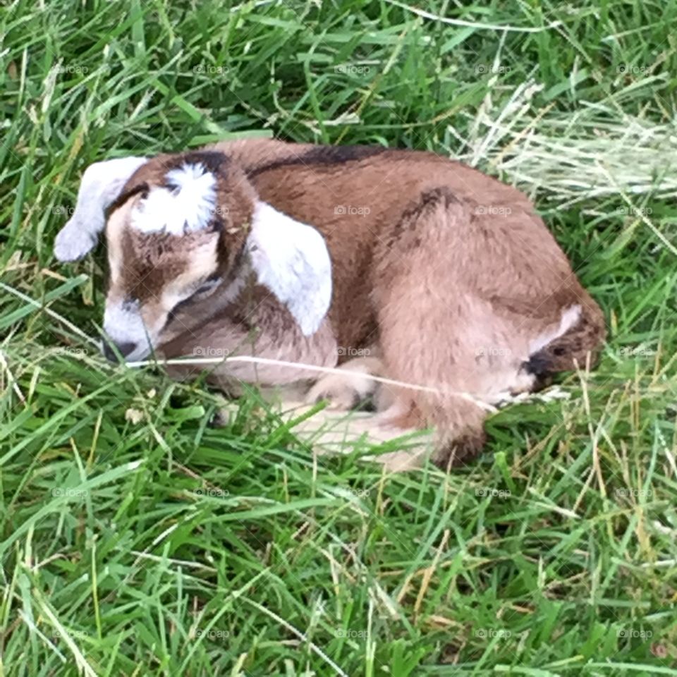 Baby goat