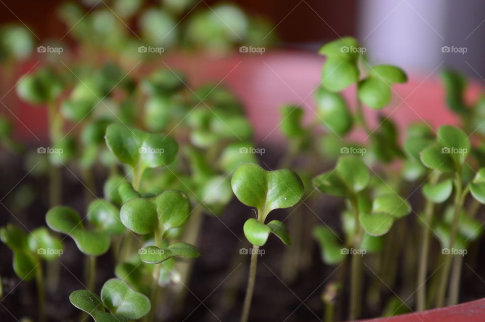 Beautiful macro shots