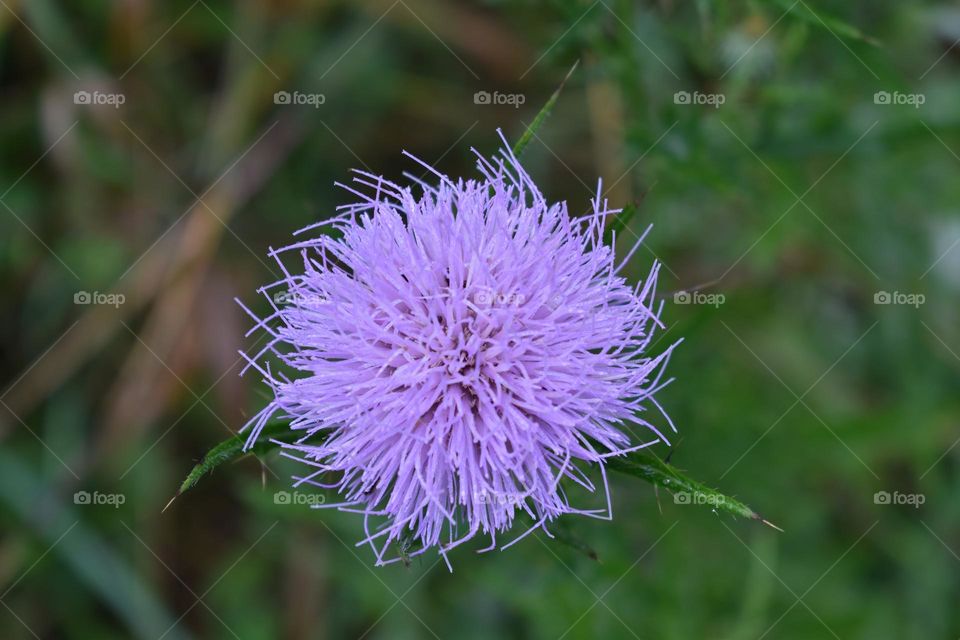 A crazy purple flower