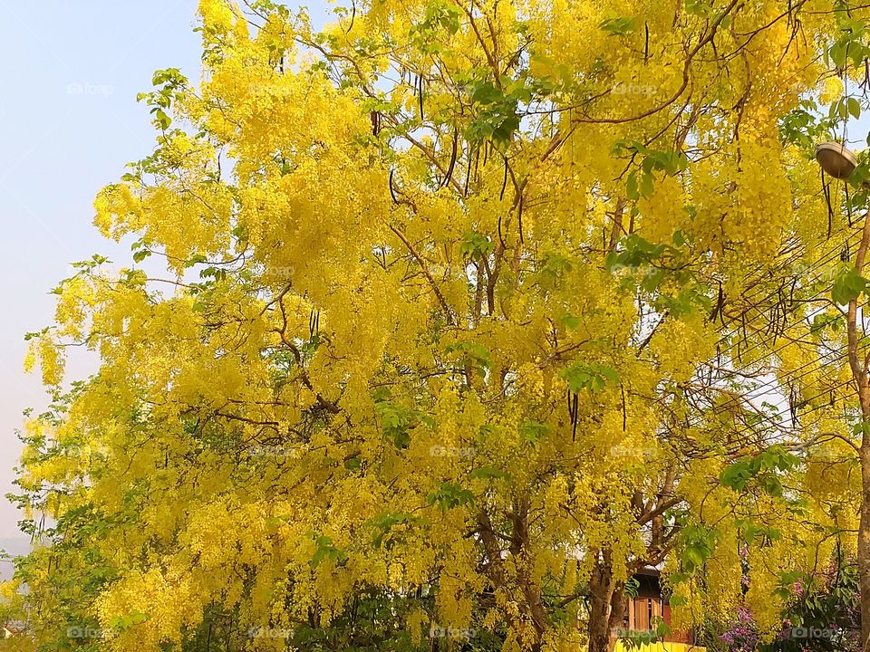 Golden shower. The flower of the "Golden Shower Tree", also known as the Cassia tree, is Thailand's national flower. Flowers in spring, Thailand.