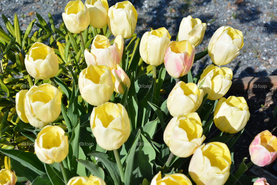 Cluster of yellow tulips 