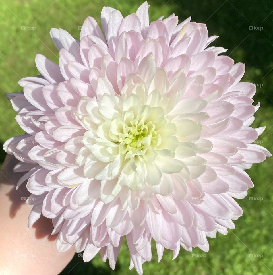 Chrysanthemum Spiraling into pink 