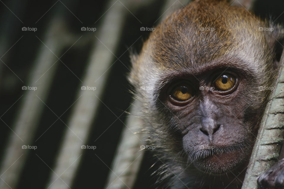 Portrait monkey behind the cage