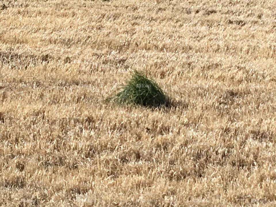 A patch of wild onions growing in the middle of dormant grass. Looks happy as can be!