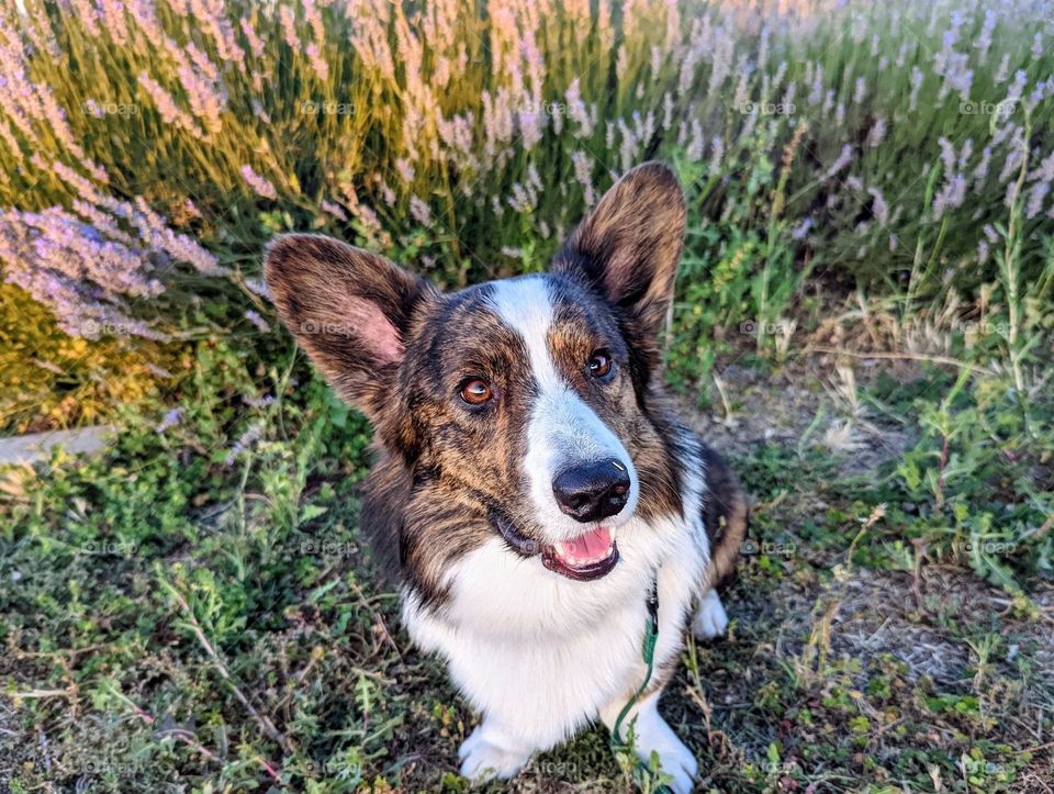 Dog in summer lavender fields