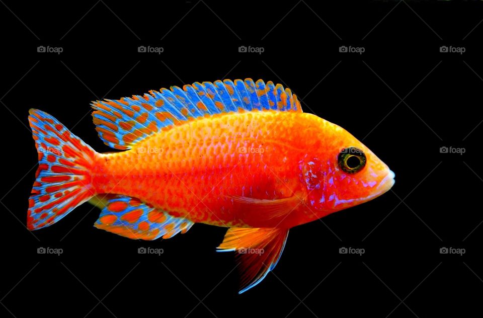 Beautiful fairy wrasse fish