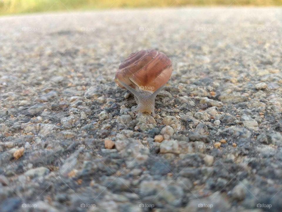 The snail