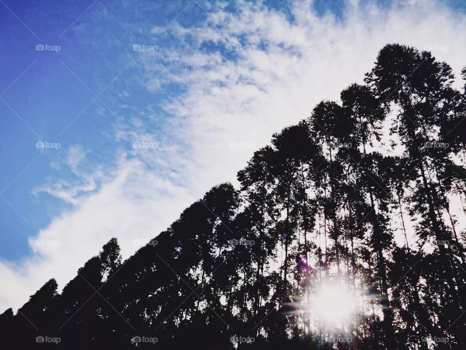 Floresta 