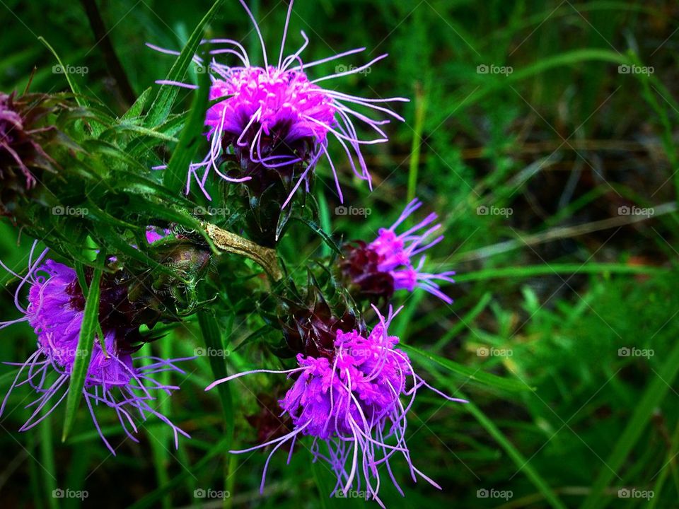 Purple thistles