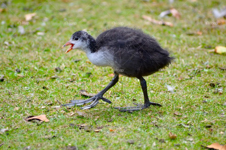 strange little bird