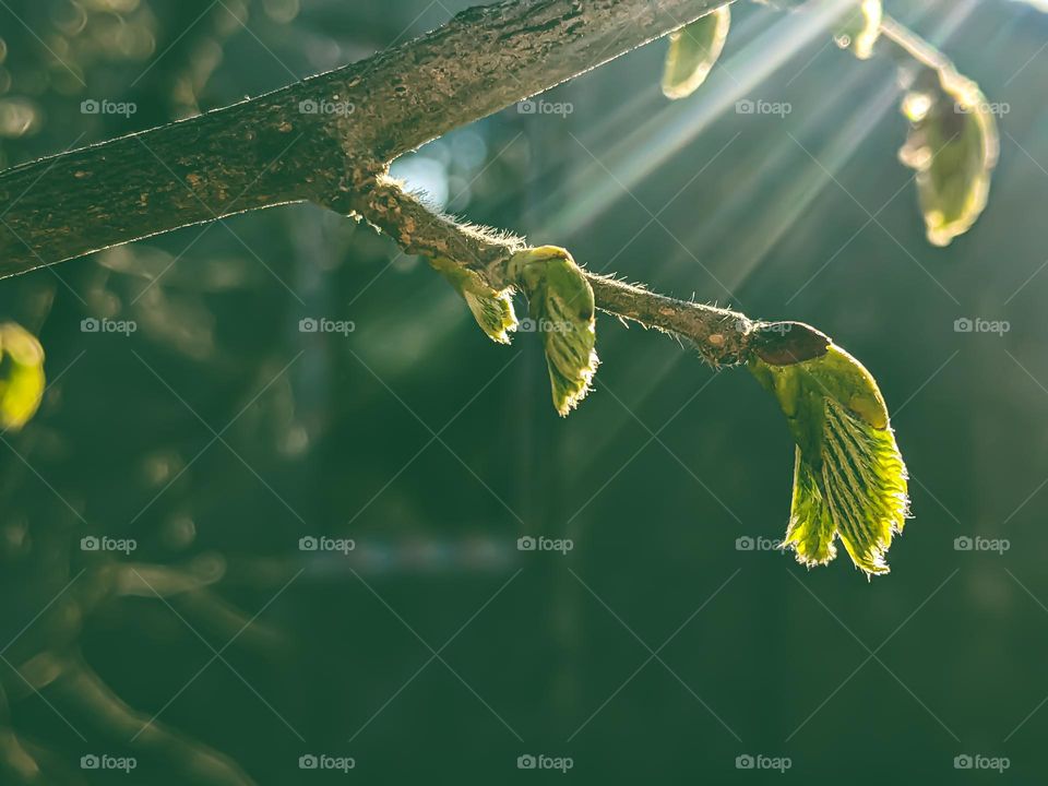 nuts tree in spring