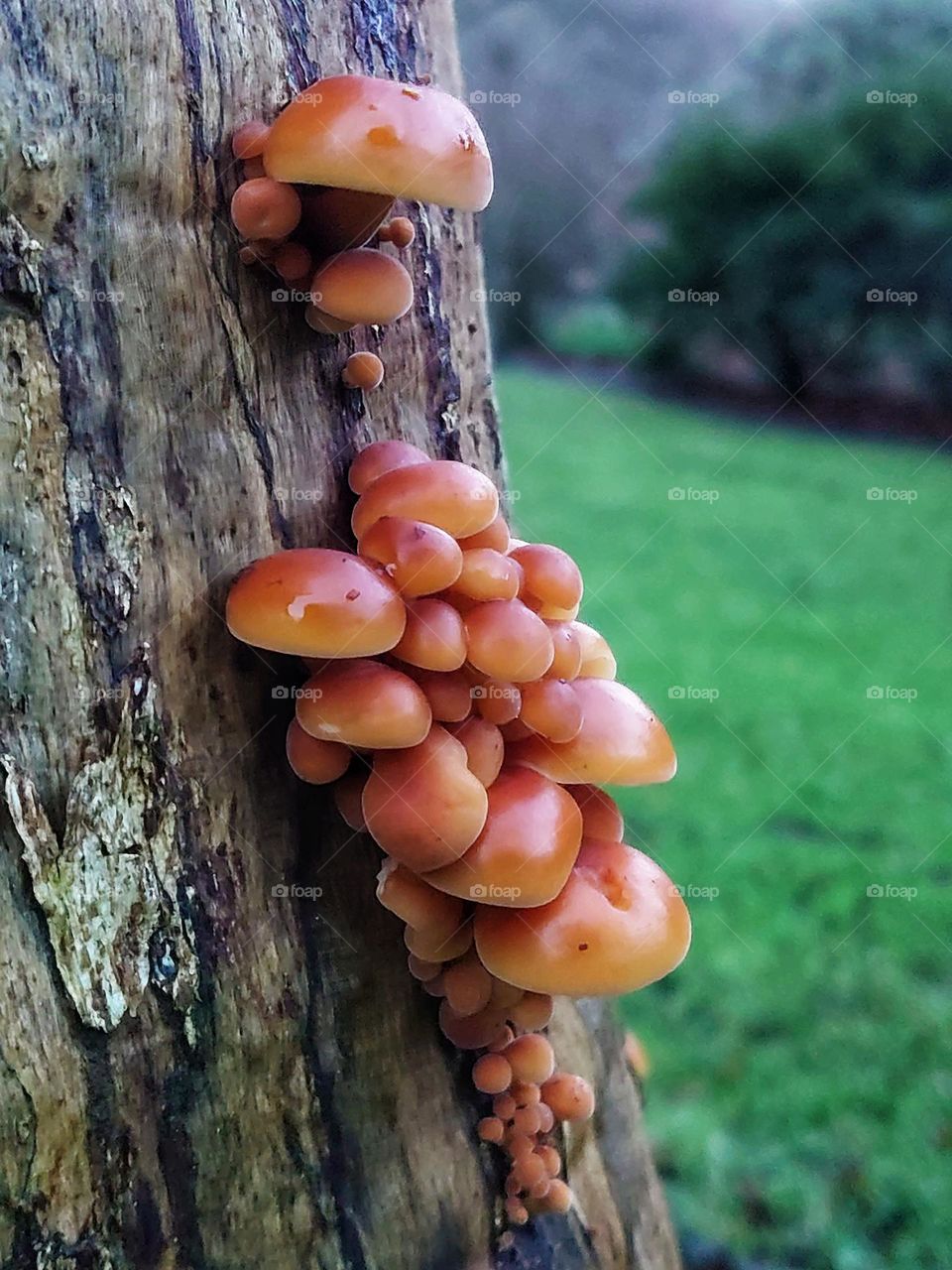 Fungi on tree