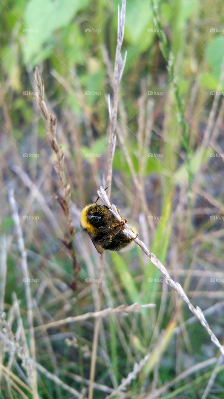 Climbing bumblebee