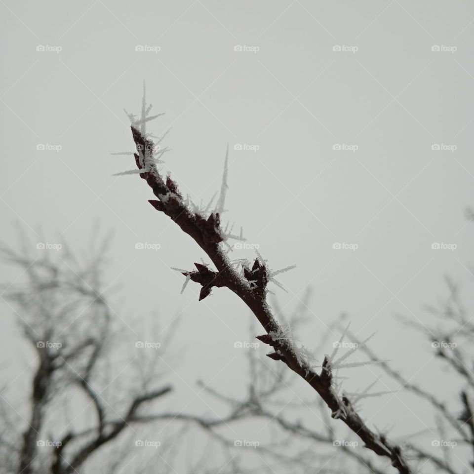 Snow thorns ☃️📷❄️🌨️🤍