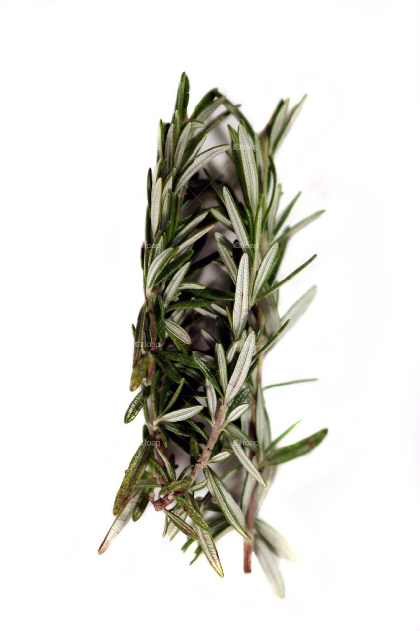 Rosemary