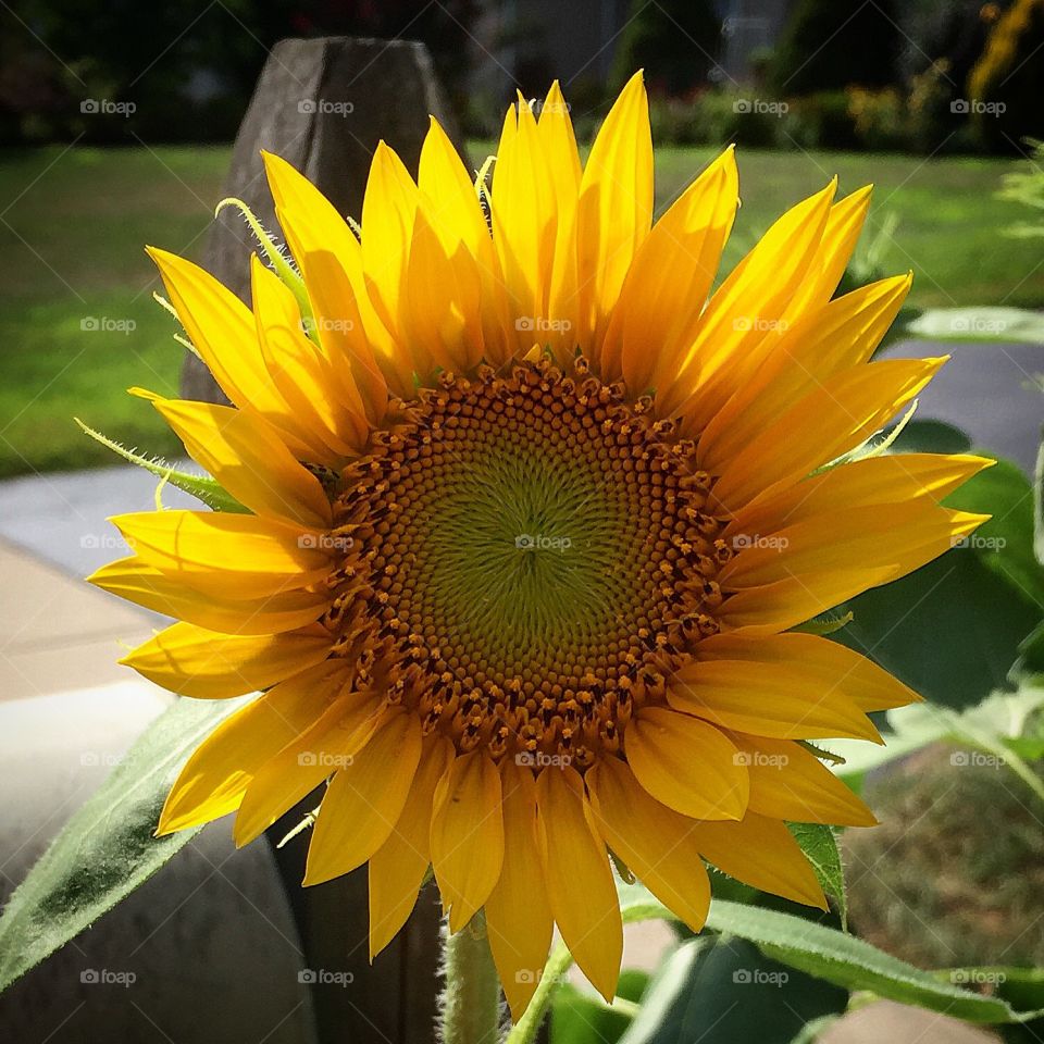 Sunflower 