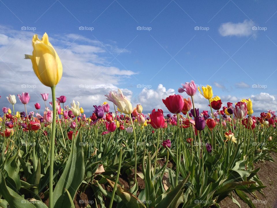 Colorful tulips in the spring.
