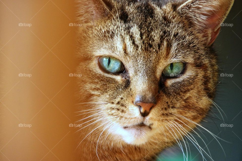 Portrait of a cat with green eyes behind a chair 