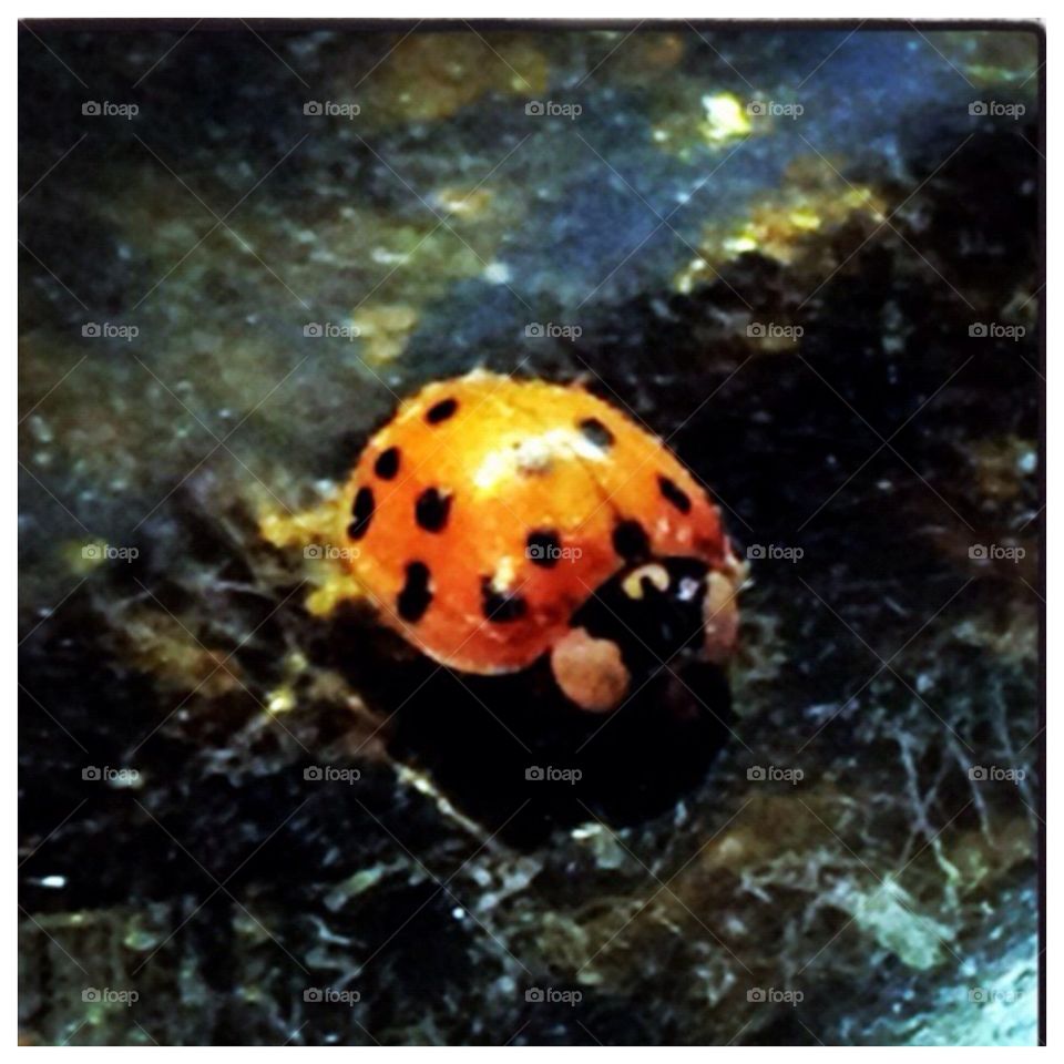 Ladybug 