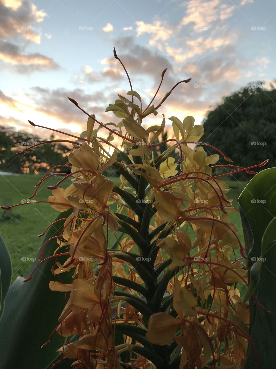 Early morning sunrise & a beautiful blooming kahili ginger.