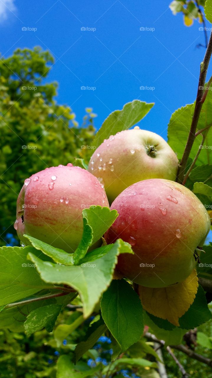 Apples handing on tree