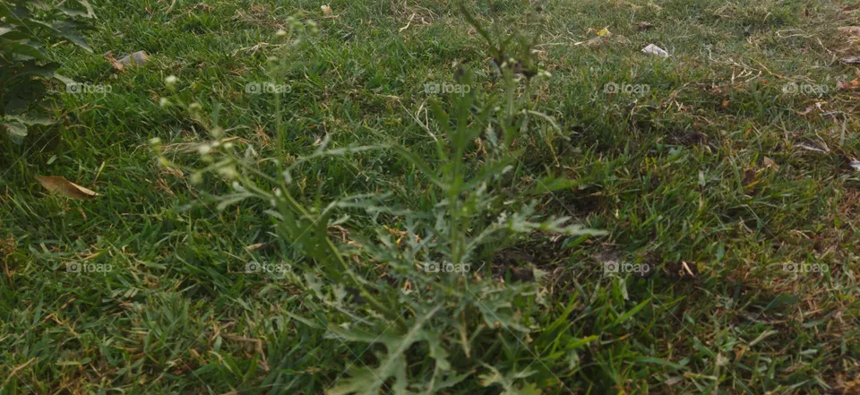 carrot grass